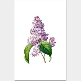 Lilac flower - Botanical Illustration Posters and Art